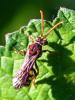 Nomada sp.